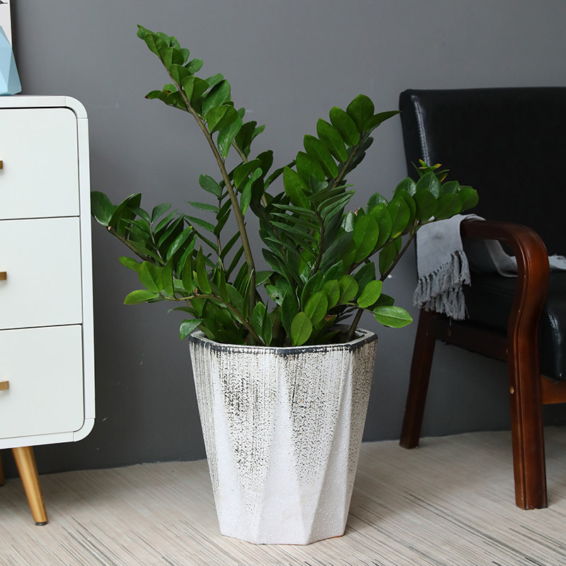 花盆特大号金钱树种树钱树阳台幸福树落地庭院欧风花盆