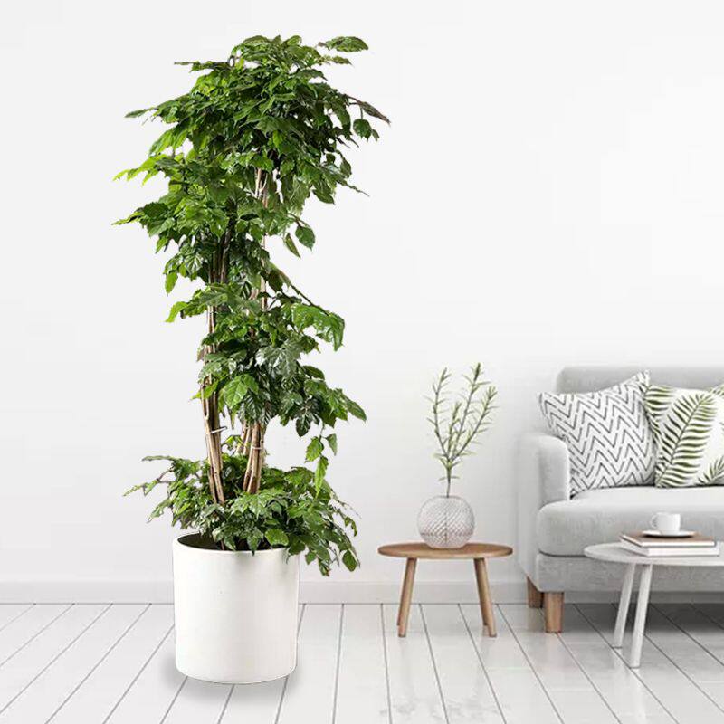 金钱兜圆叶福禄桐大型盆栽钱多多室内风水吉祥财运植物净化空气