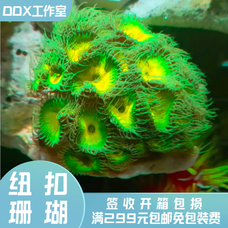 黄绿水螅纽扣珊瑚珊瑚海海水鱼缸软体生物其它水族宠物