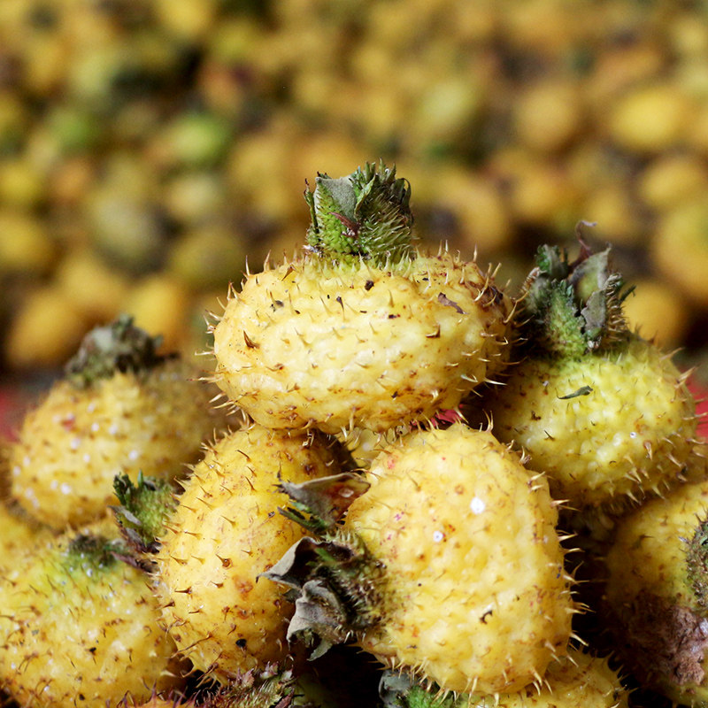 首页 下载app                          贵州刺梨鲜果3斤泡酒生吃