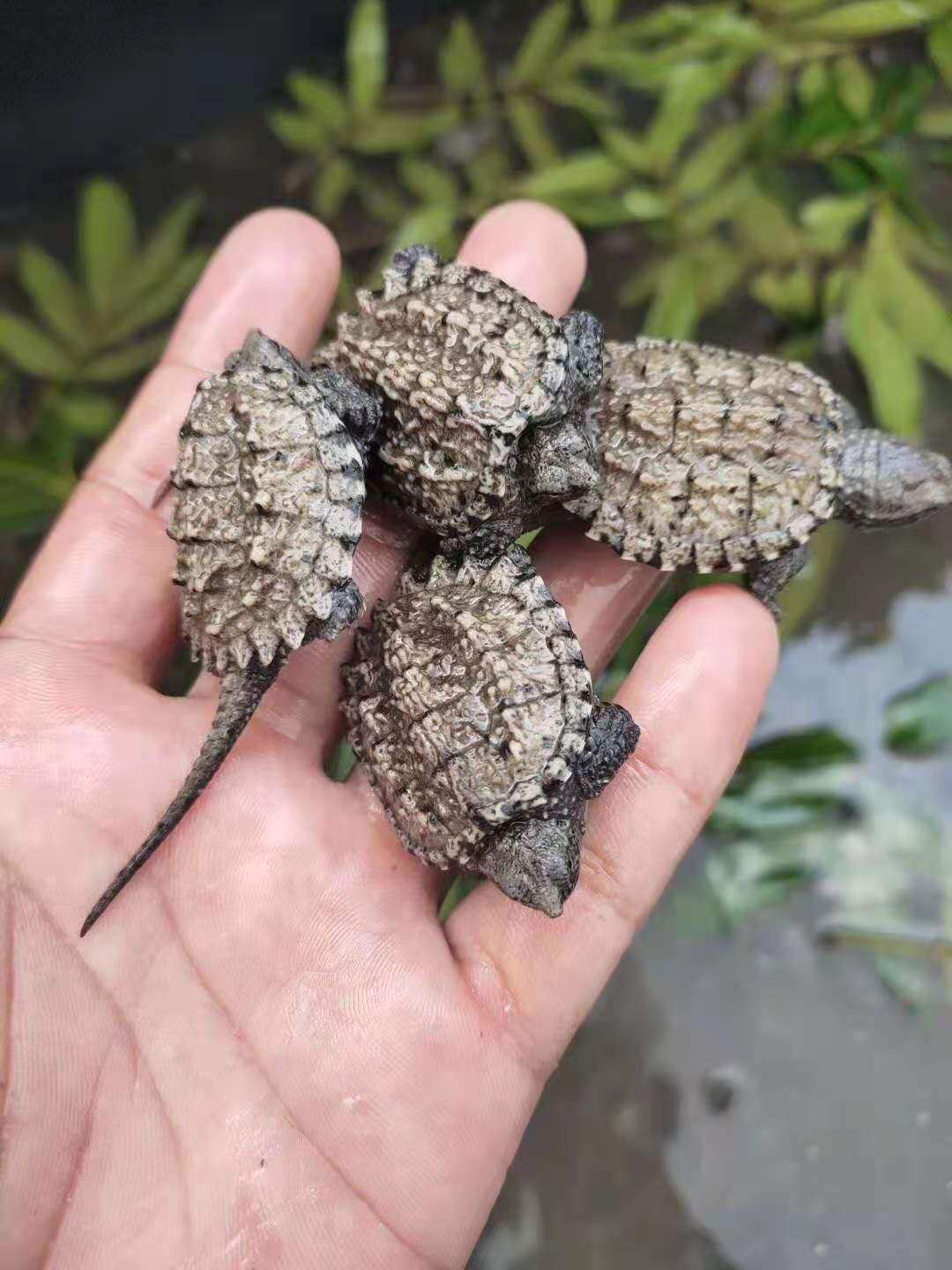 鳄龟苗凶猛鳄鱼龟真鳄龟爆刺杂佛正宗纯佛宠物龟观赏龟北美小鳄龟