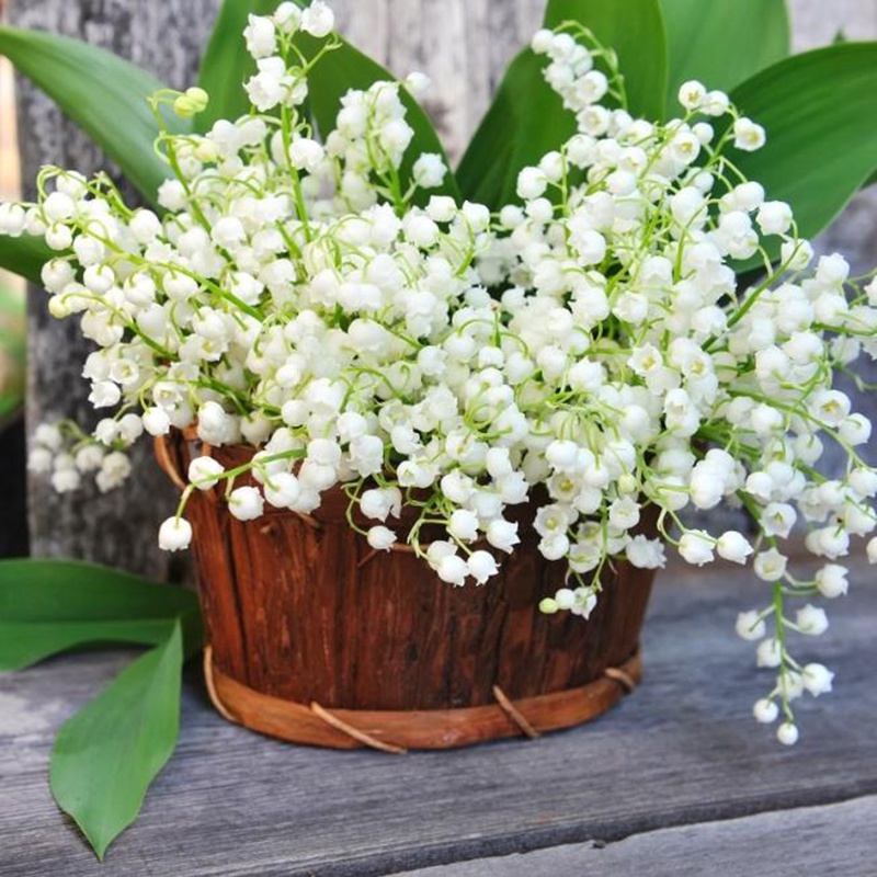 铃兰盆栽室内耐寒浓香香型花卉植物办公室阳台时令草本花卉