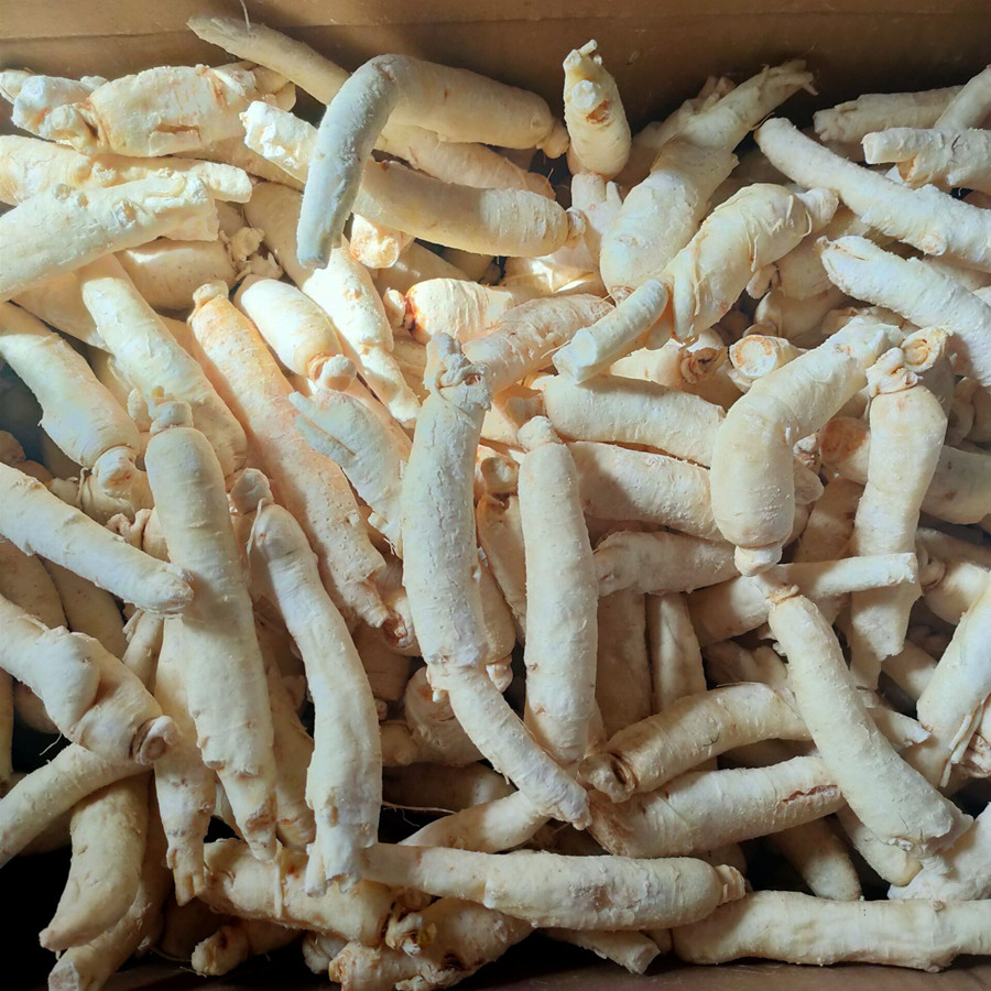 白糖长白山参甜白参糖泡节人参小孩小孩儿儿童参糖人参