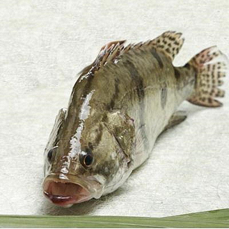 成都海鲜配送天然鲜活桂鱼松鼠鳜鱼鳌花桂花淡水鱼类