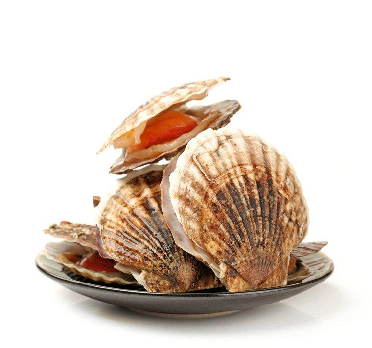 鲜活海鲜水产大连扇贝新鲜元贝蒜蓉粉丝贝类扇贝