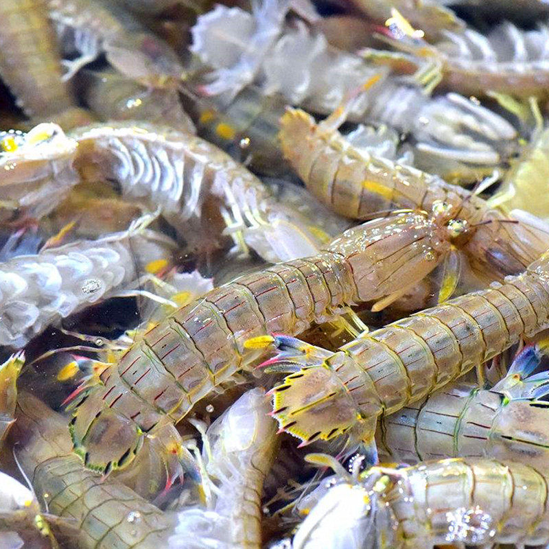 新鲜鲜活皮皮虾濑尿虾姑爬爬四川重庆主要区域活虾