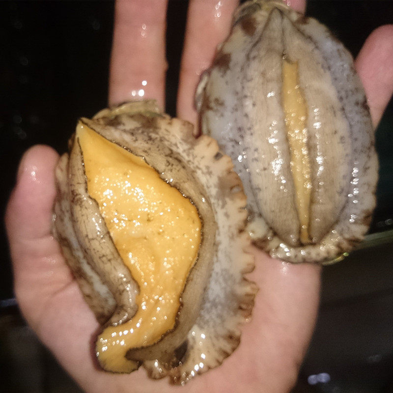 鲜活新鲜海鲜水产大连野生鲍鱼7头九孔煲汤鲍鱼