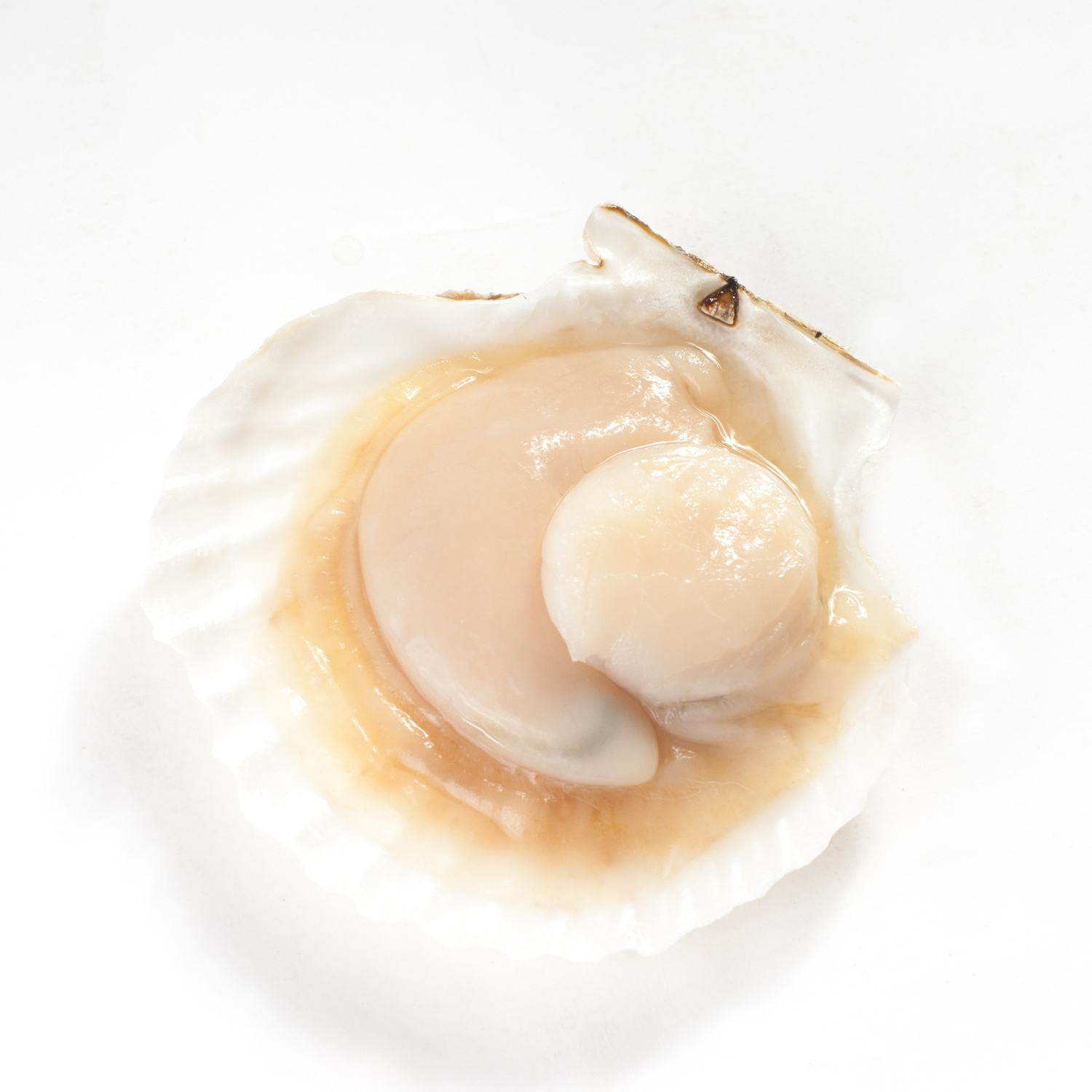 鲜活海鲜水产大连扇贝新鲜元贝蒜蓉粉丝贝类扇贝