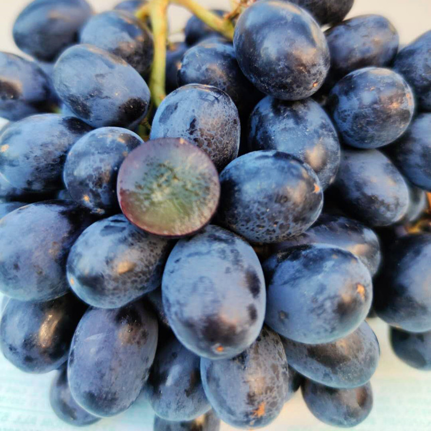 南非进口无籽黑提 新鲜水果 无籽葡萄南非黑加仑 脆甜1.5斤装