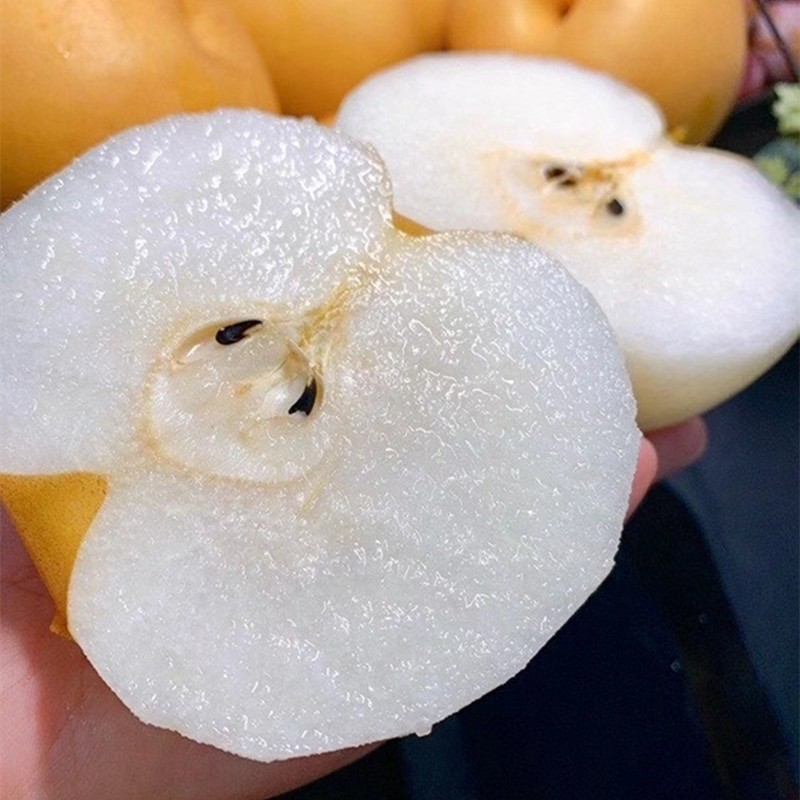 正宗冰糖秋月梨礼盒装新鲜水果日本引种千玥梨