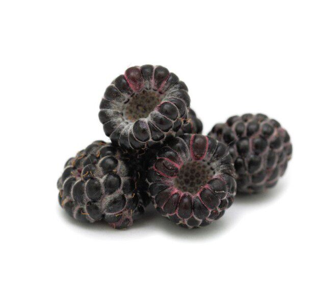 保健水果美国黑树莓苗黑莓树苗当年结果智利黑莓果树苗