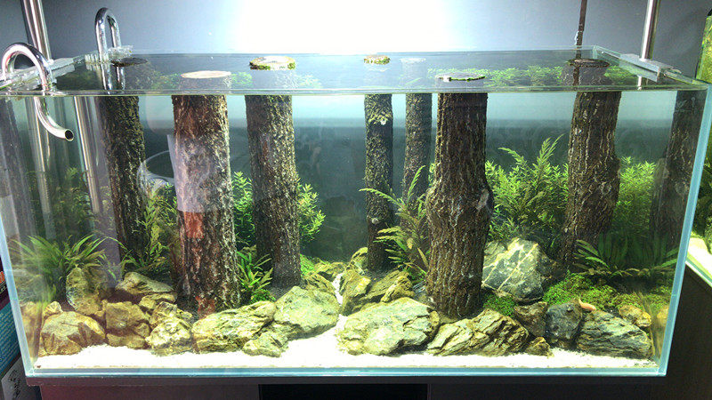 香槟树桩树干沉木水草水陆雨林造景树皮爬宠造景