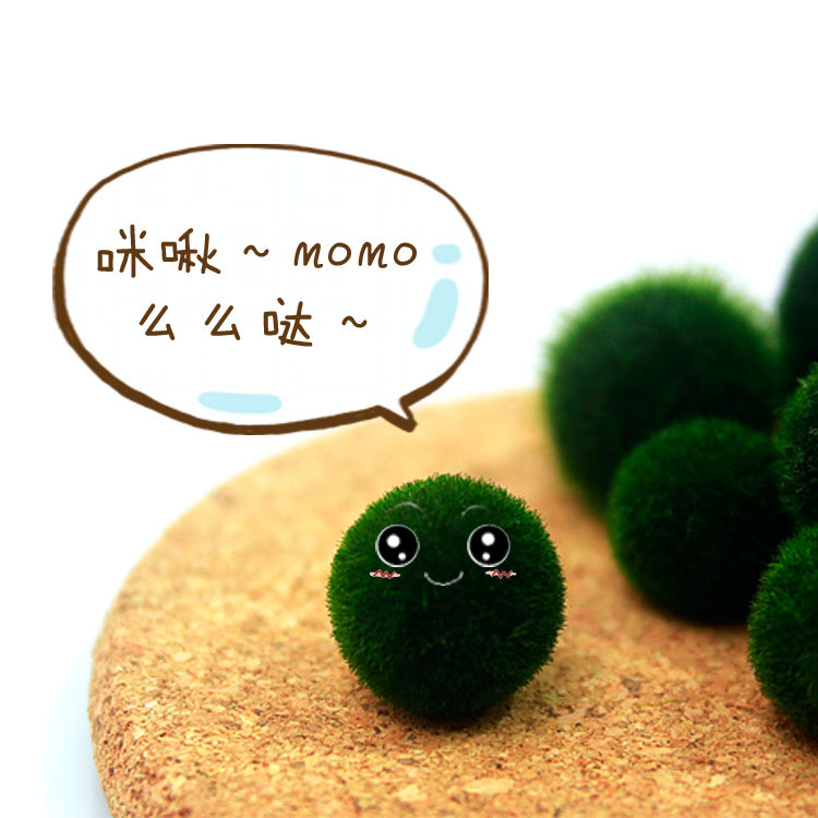 生态炸毛包创意植物水培室内桌面景观海藻幸福海创意迷你植物