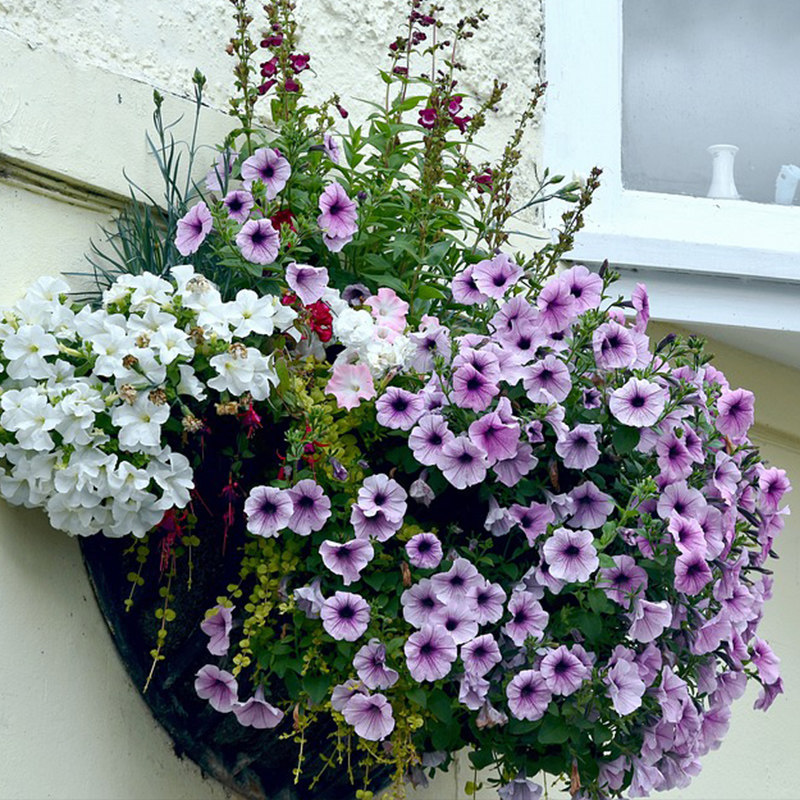 牵牛百万小玲花苗盆栽淡紫重瓣带花花卉