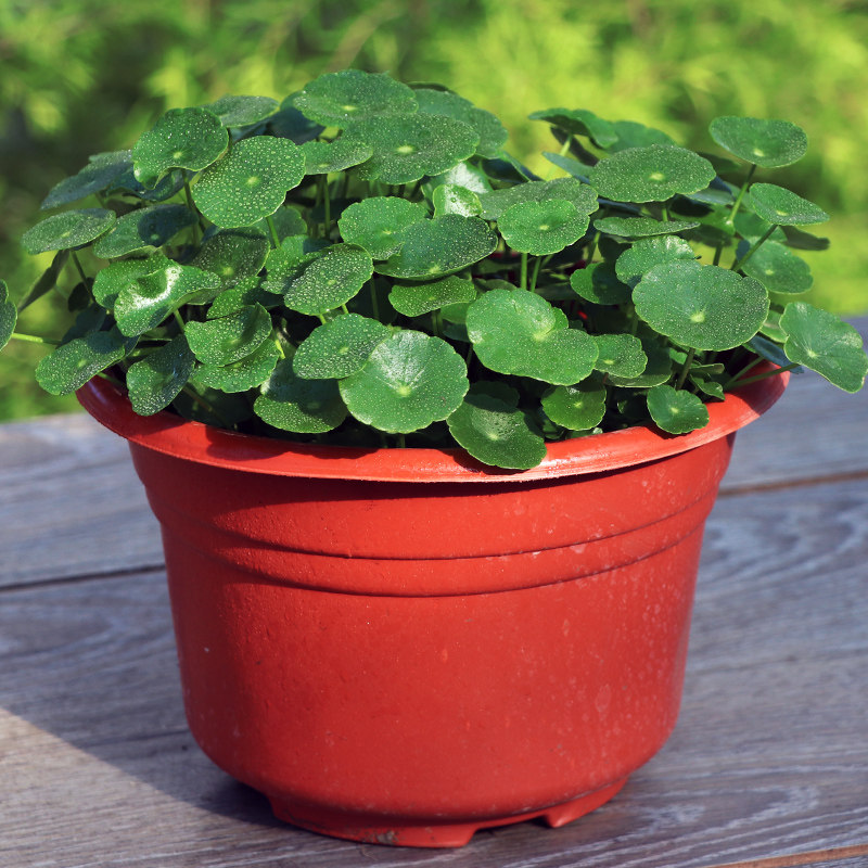 形如铜钱!寓意财源滚滚,水培植物金钱草盆栽大叶绿植桌面防辐射