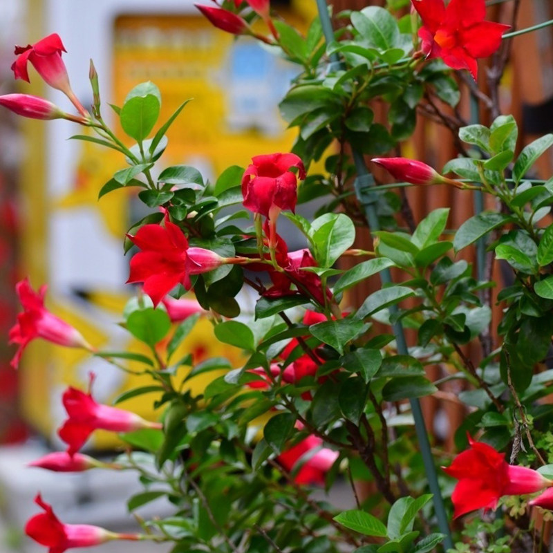 万里飘香藤花盆栽四季季花攀爬花卉双喜阳台花卉
