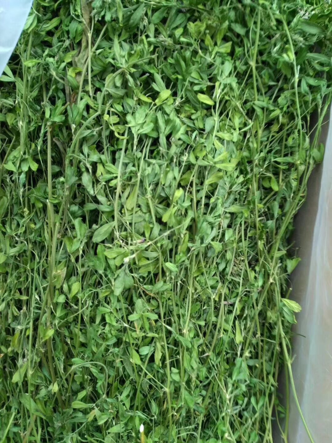 苜蓿草2022年新鲜紫花干草毛重1kg兔子龙猫荷兰龙猫