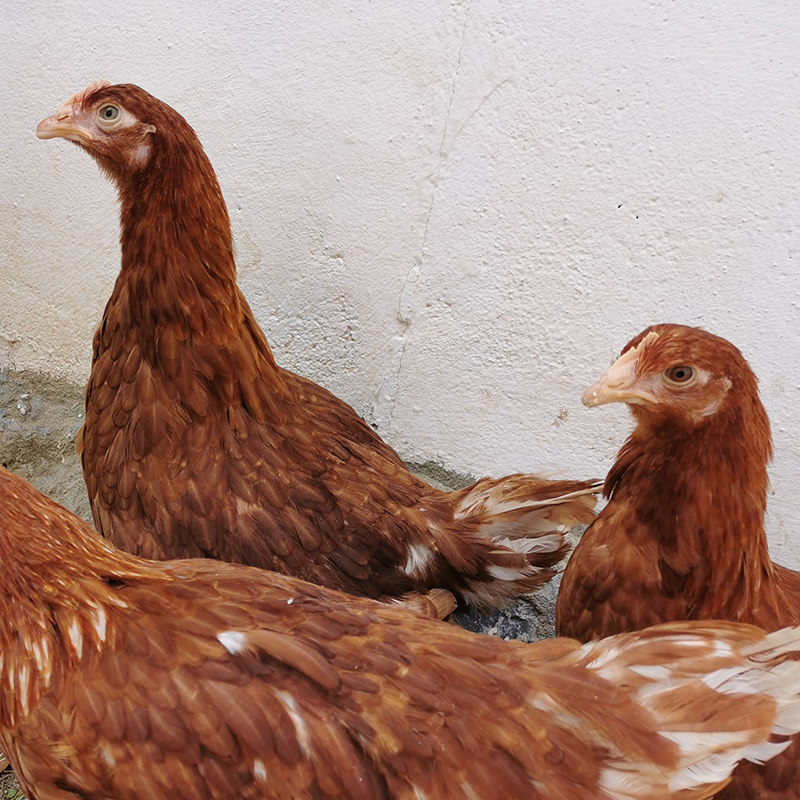 蛋鸡海兰蛋母高产红毛下蛋王红毛到家包活活鸡整鸡