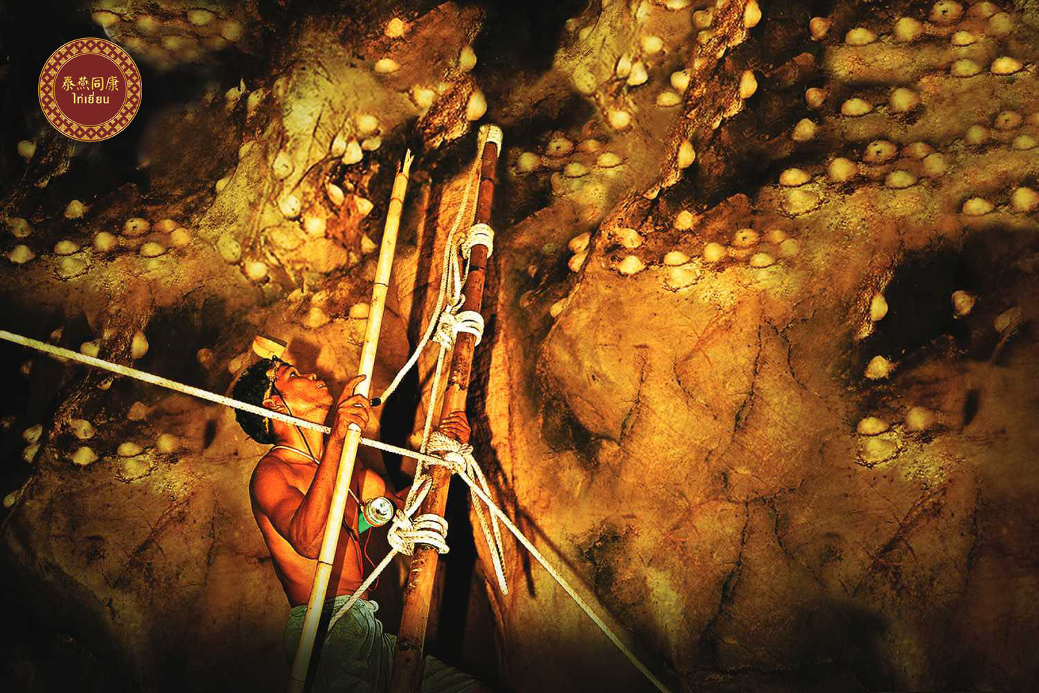 泰燕同康 泰国天然岛屿洞燕燕盏白燕窝 泰国进口 孕妇滋补100g