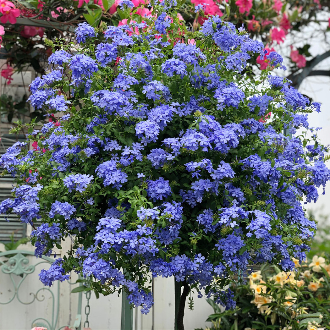 蓝雪花盆栽花苗四季藤本爬藤植物庭院花卉阳台花卉