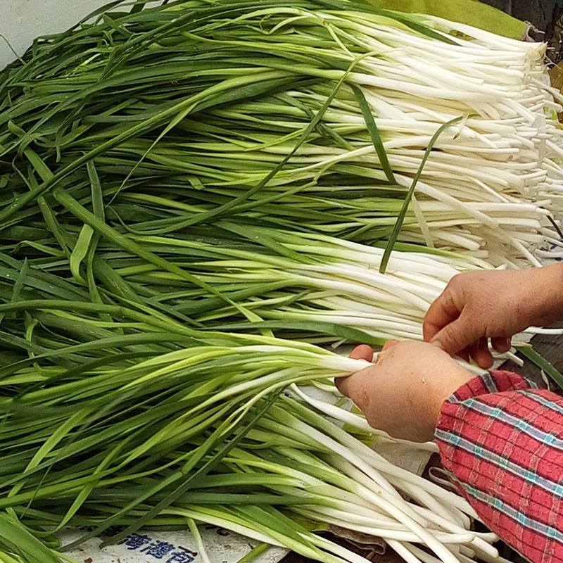 3斤新鲜蔬菜韭黄 韭菜白 鲜嫩黄韭菜芽韭菜蒜苗 时令蔬菜冷链包邮