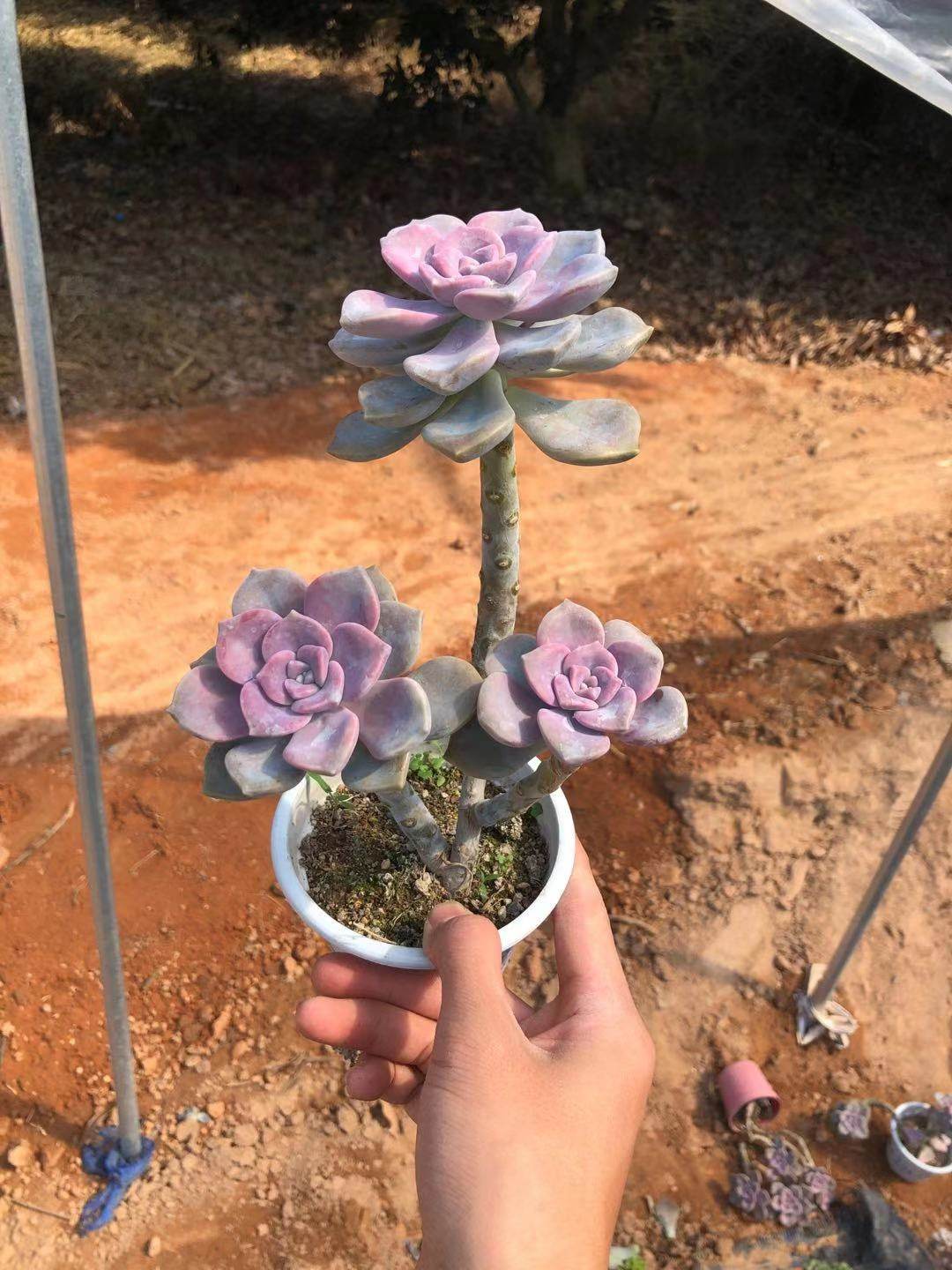 老桩包邮超大紫乐酥皮华丽风车多头金钱木多多肉植物