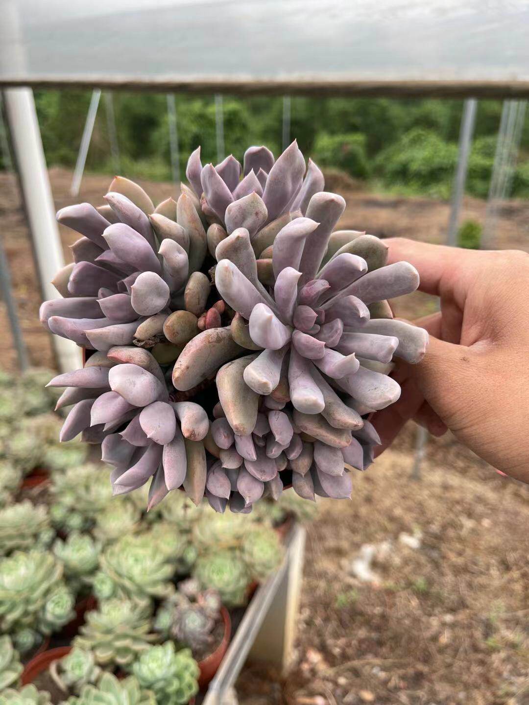 多肉植物爱神丘比特老桩群生办公室阳台美观花卉多肉植物