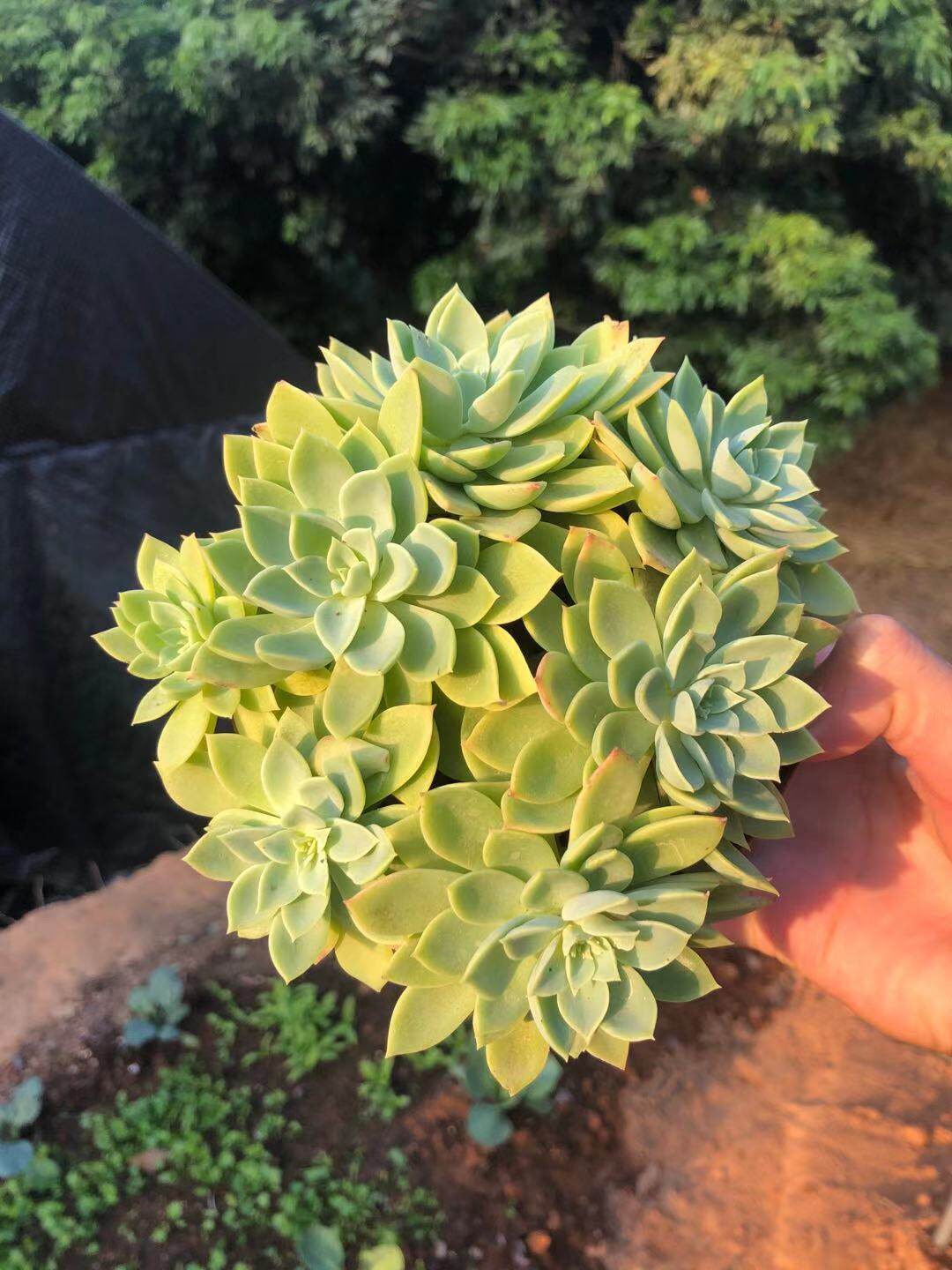 群生啊鹏肉馆三色堇多植物多头老桩防辐射多肉多肉植物