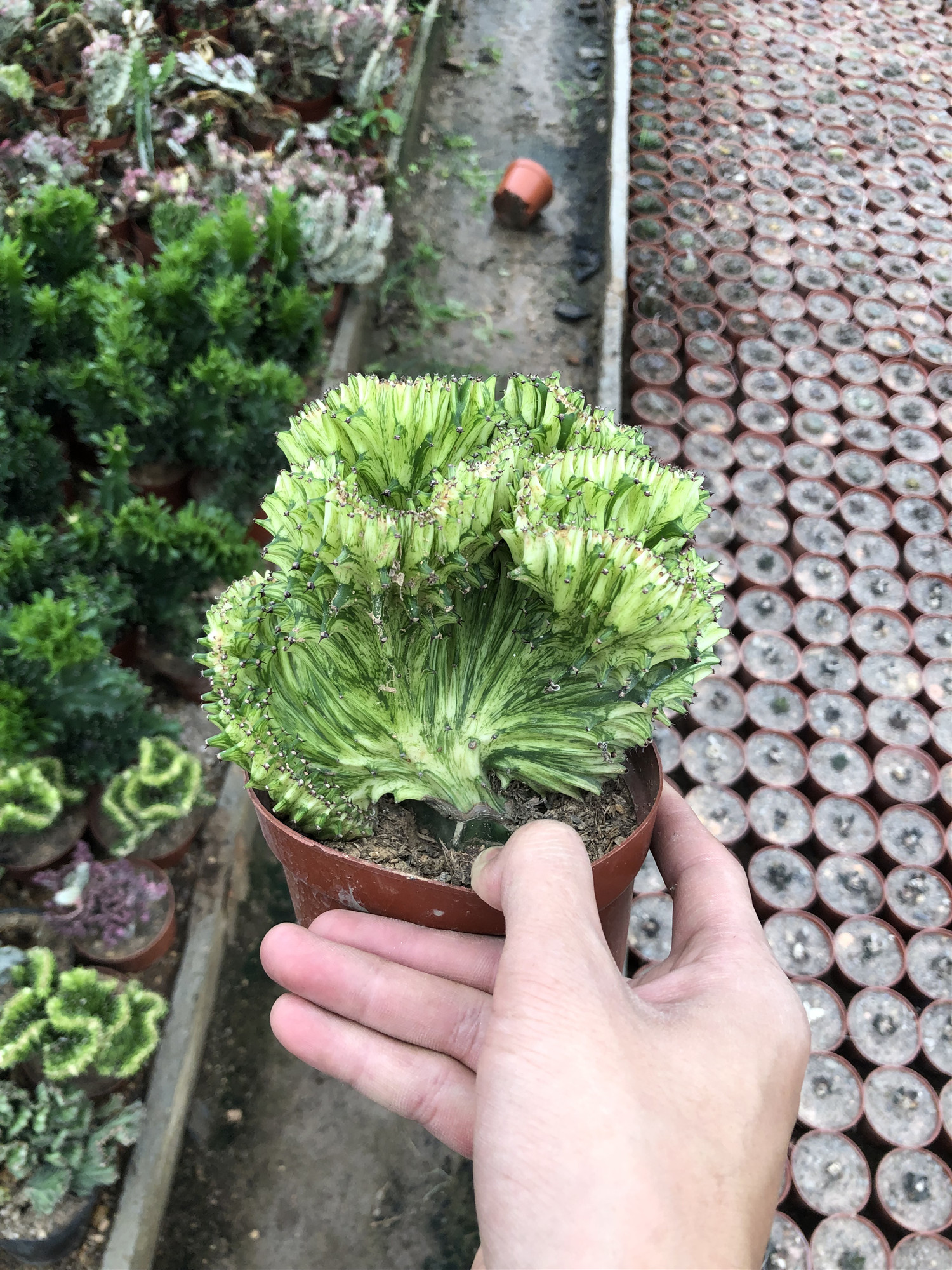 麒麟春风雀扇办公室防辐射多肉盆栽多肉植物