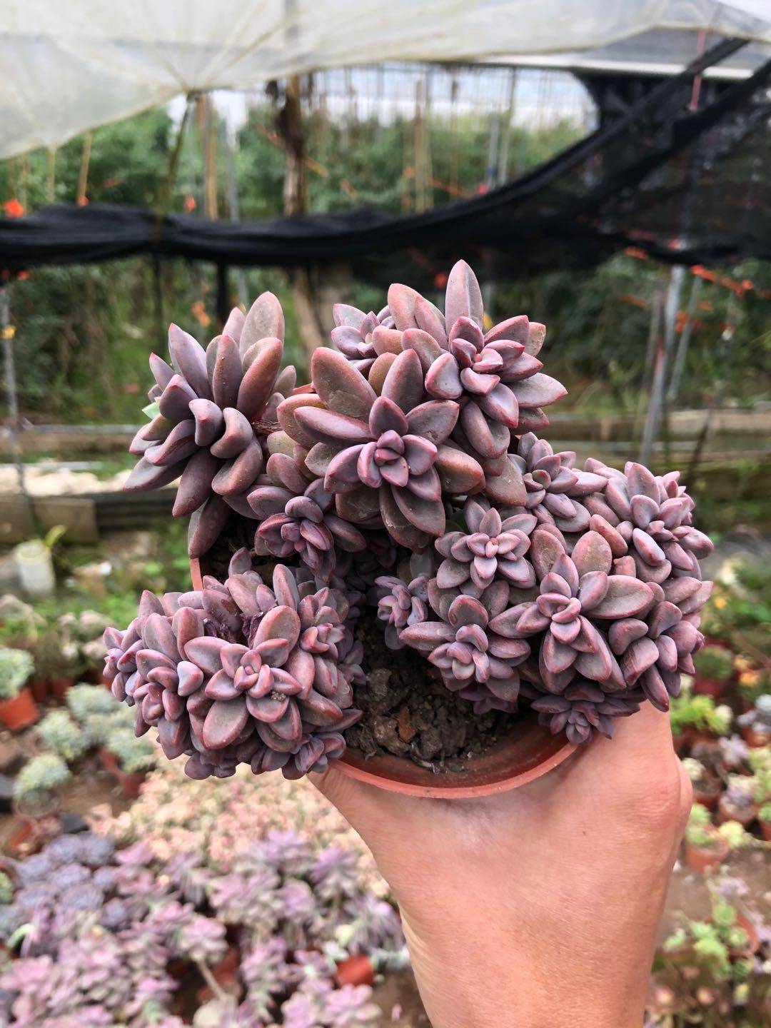 紫心多头群生多肉植物阳台美观净化空气花卉多肉植物