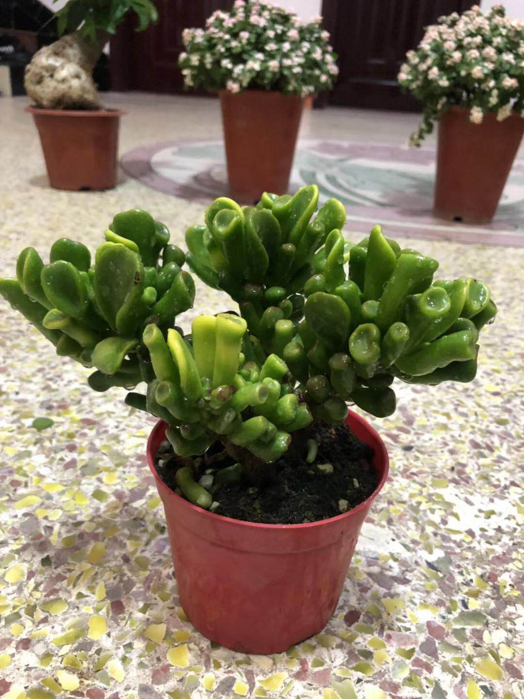 多肉植物吸财筒叶花月老桩大颗办公室防辐射盆栽多肉植物