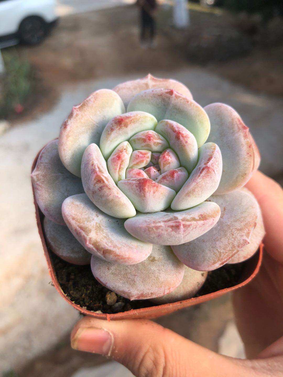 多肉植物梦露小单头老桩盆栽办公室防辐射花卉多肉植物