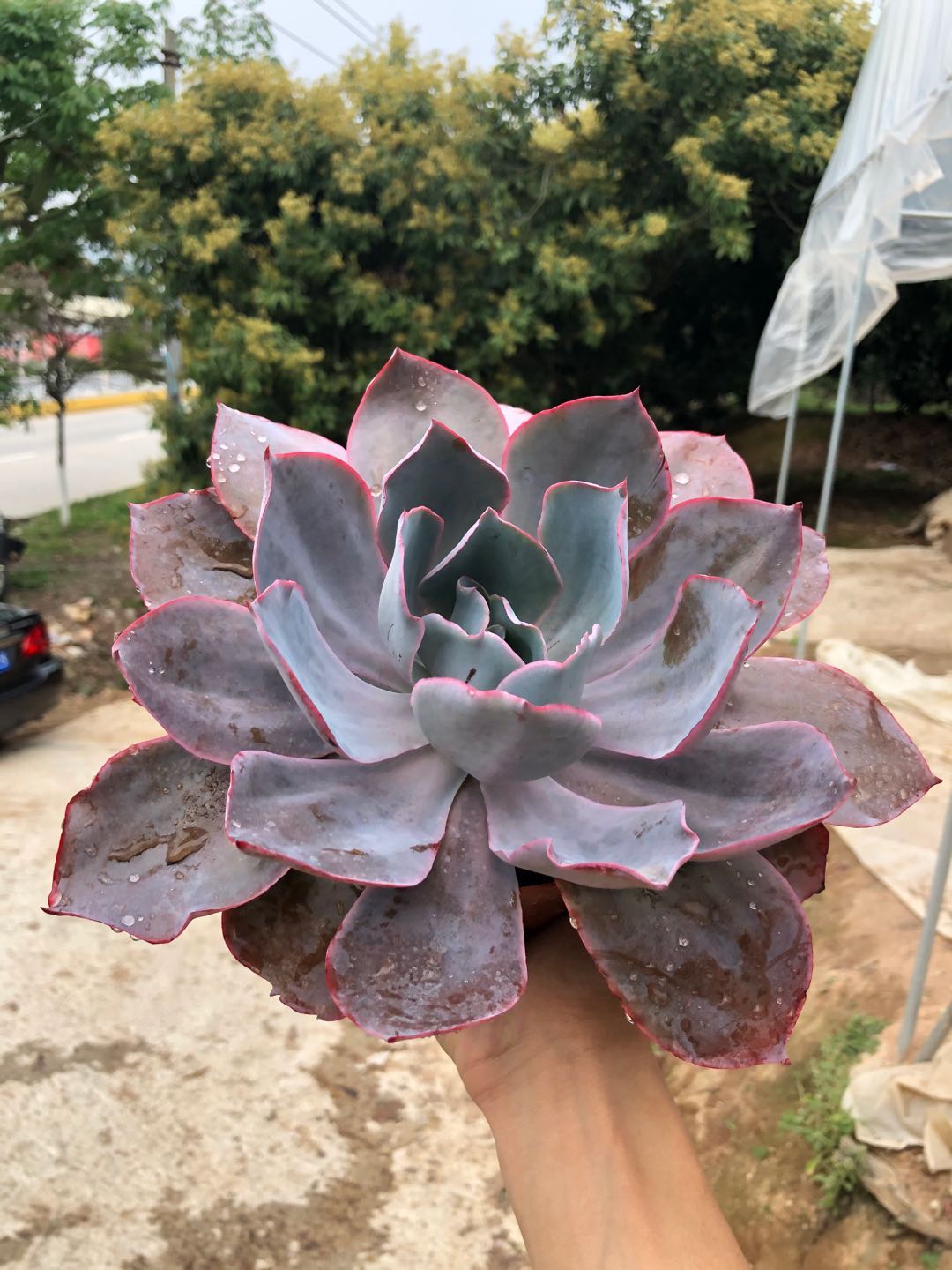 植物多肉晚霞大单头办公室阳台防辐射美观趣味花卉多肉植物