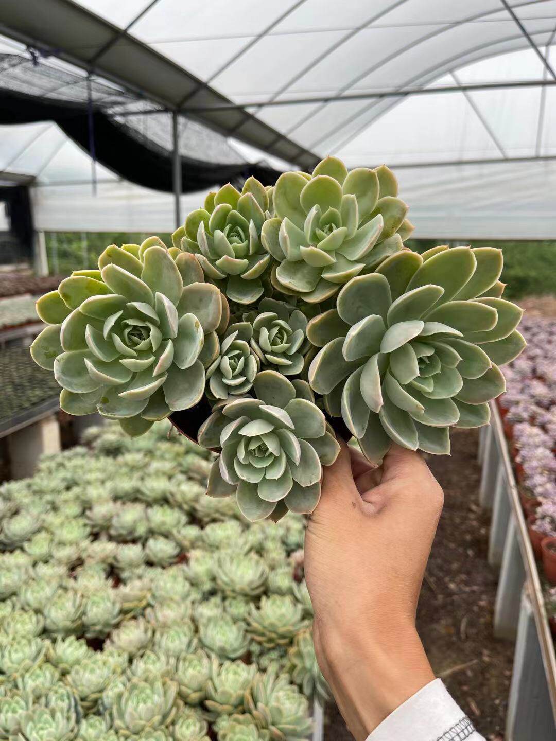 包邮多肉植物丝绸面纱多头群生办公室阳台老桩多肉植物