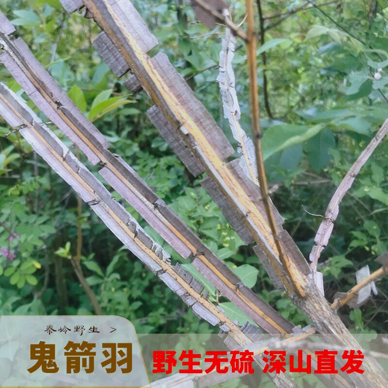 秦岭无硫鲜货新鲜货2020鬼剑野生中药材四面六月其他药食同源食品