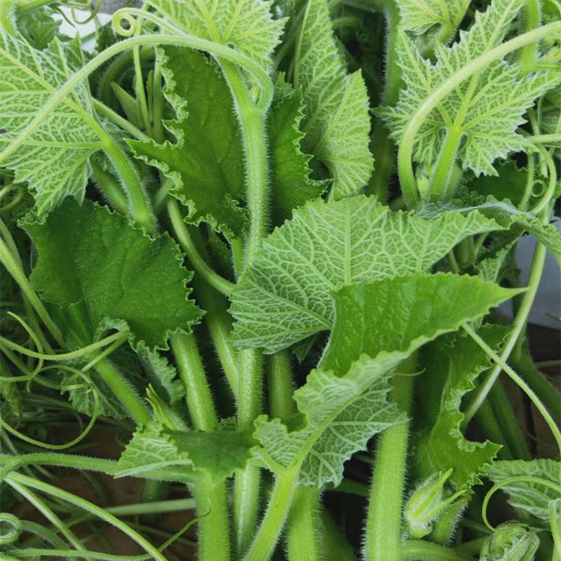 南瓜新鲜南苗瓜梗瓜藤当天采摘现发农家蔬菜南瓜