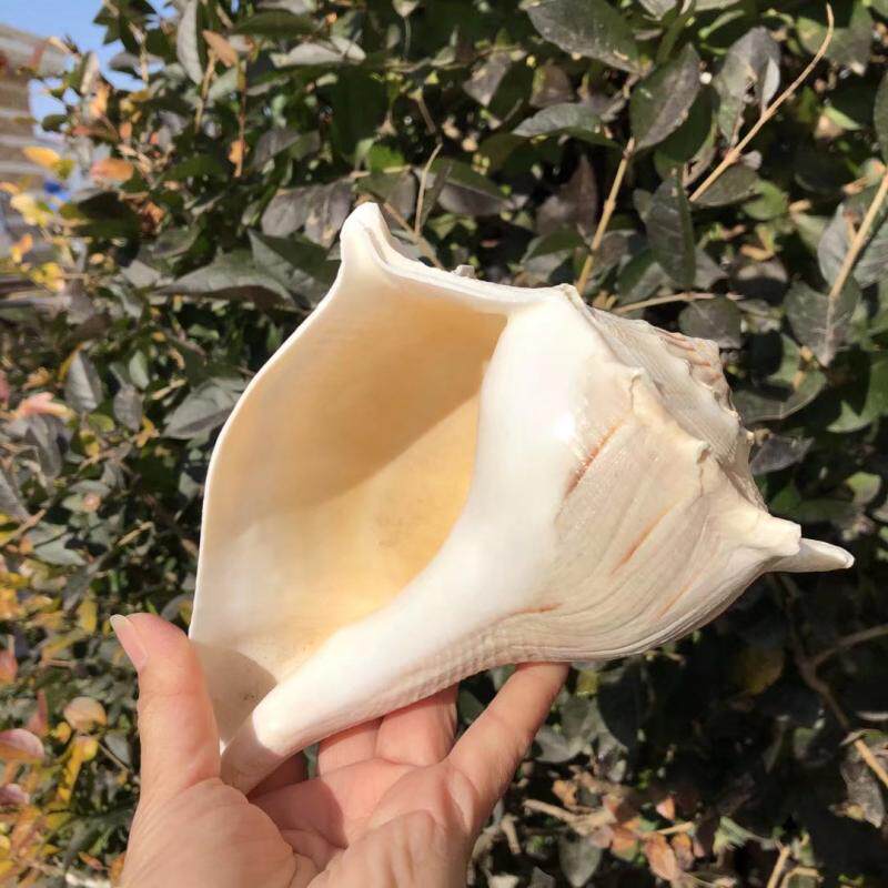 海螺天然贝壳左旋螺大佛教祭祀法器地中海家居海螺