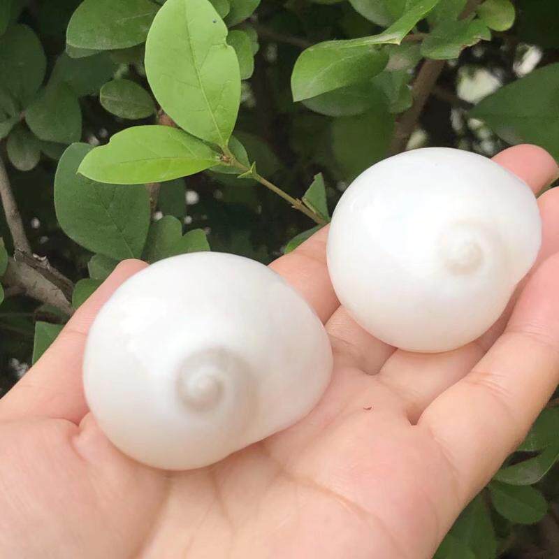 海螺天然白色贝壳蜗牛猫眼家居饰品水族鱼缸造景海螺