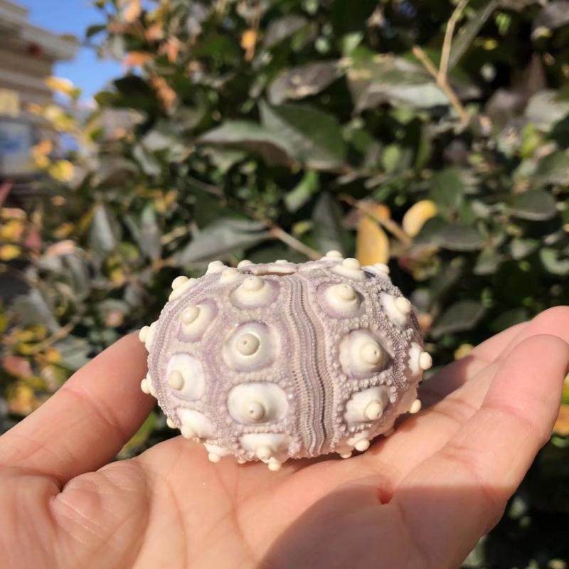 海胆天然紫色心形万家灯火创意装饰地台多肉容器海螺