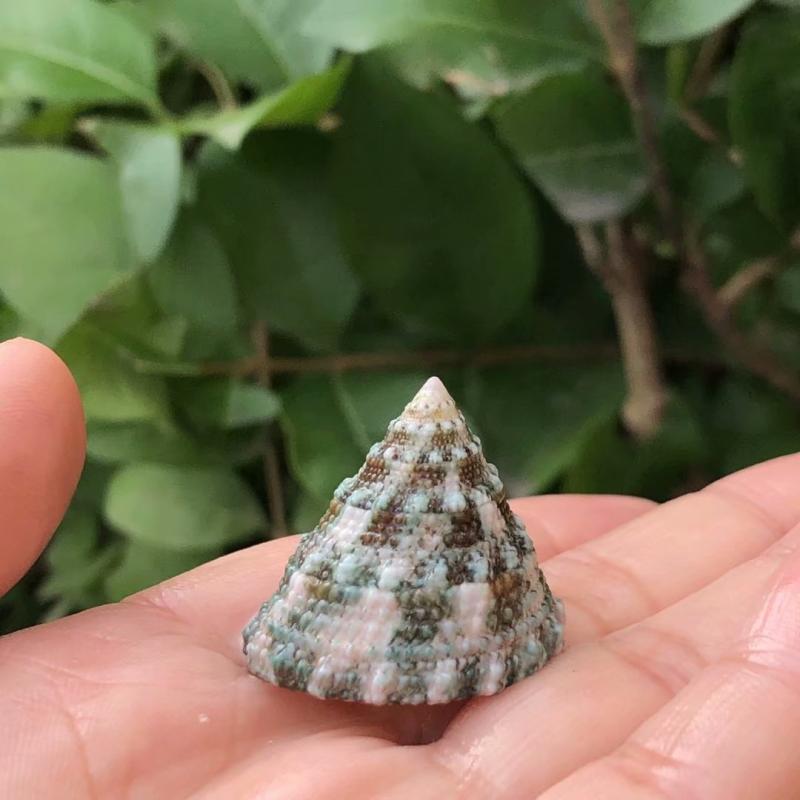 绿塔猫眼螺绿天然贝壳海螺鱼缸造景卷贝寄居海螺