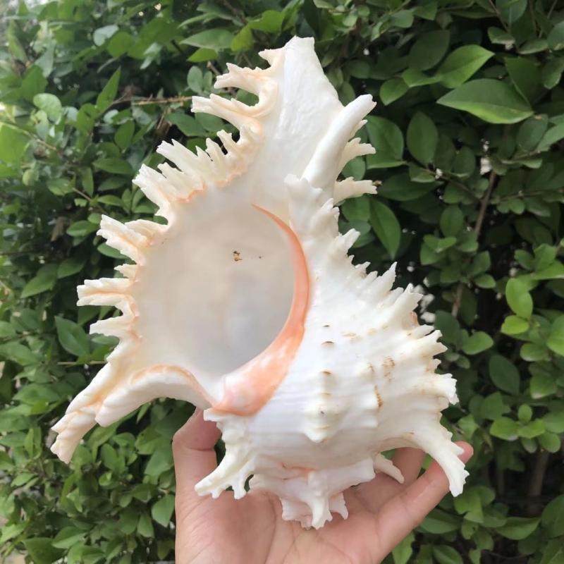 天然菊花螺白千手贝壳超大海螺装饰收藏摆件海螺
