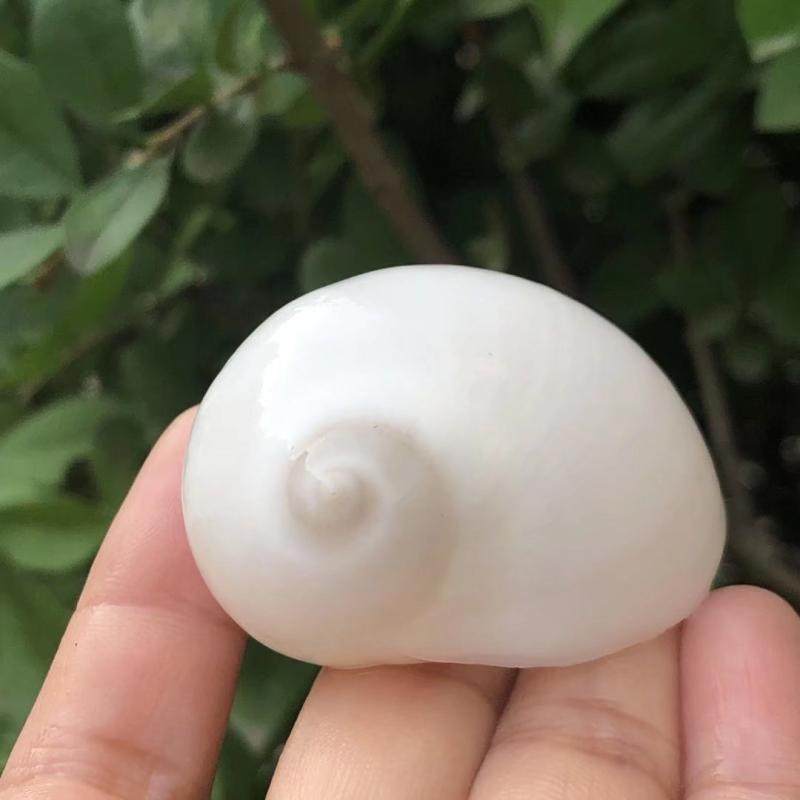 海螺天然白色贝壳蜗牛猫眼家居饰品水族鱼缸造景海螺