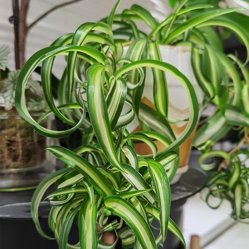 荷兰金心卷叶吊兰邦尼网红绿色喜阴植物垂吊绿植