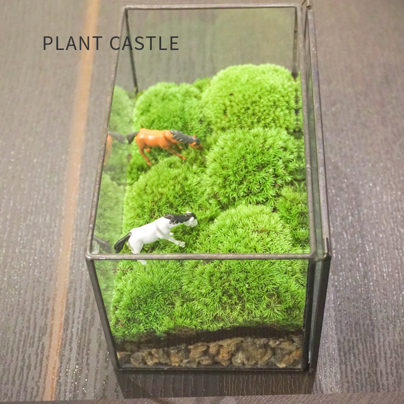 植物青苔微景盒子玻璃盆景苔藓微景观微缩森林生态瓶缸桌面摆件
