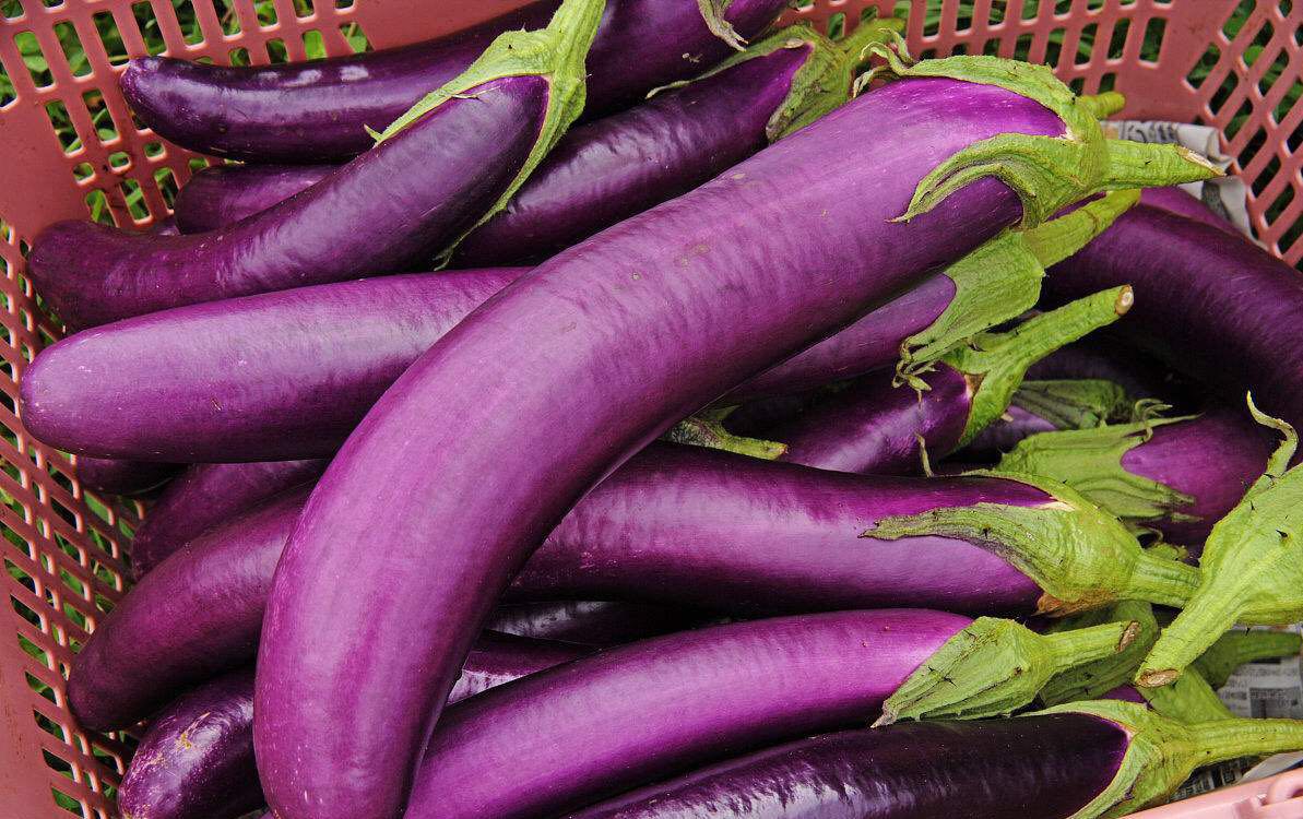 茄子广东包邮顺丰鲜蔬新鲜茄瓜一斤500g其它