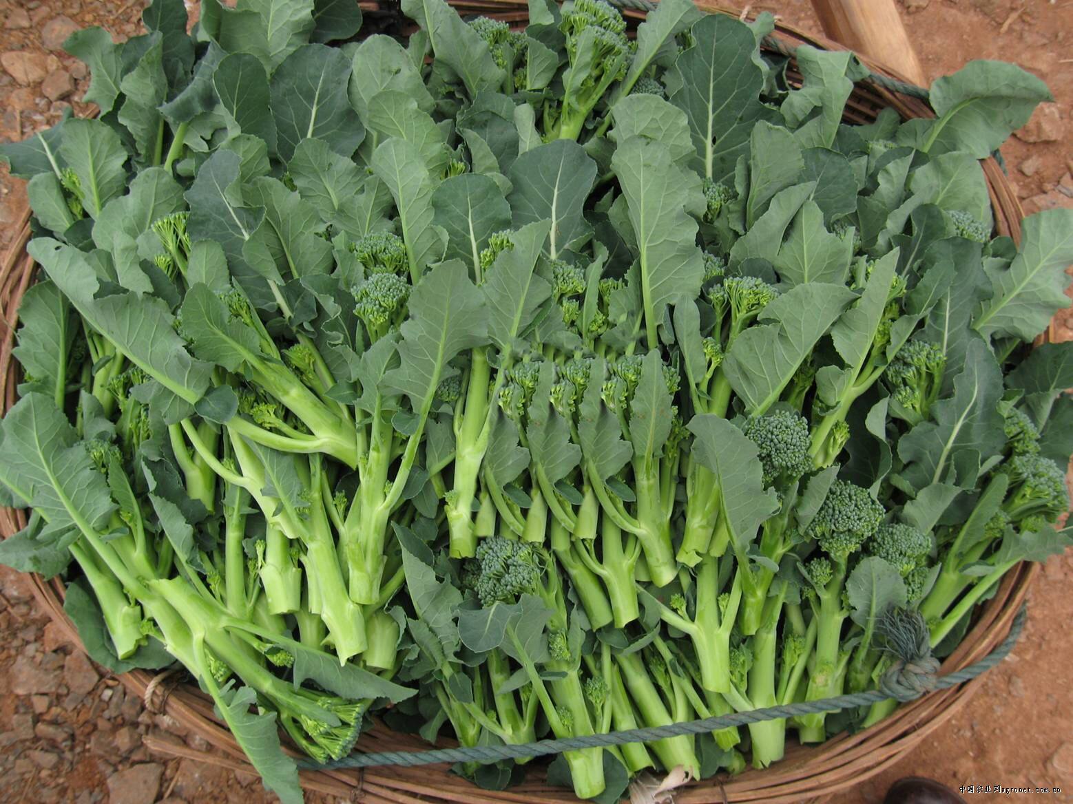 兰花西兰甜梗有机花菜长西500g8.9元其它