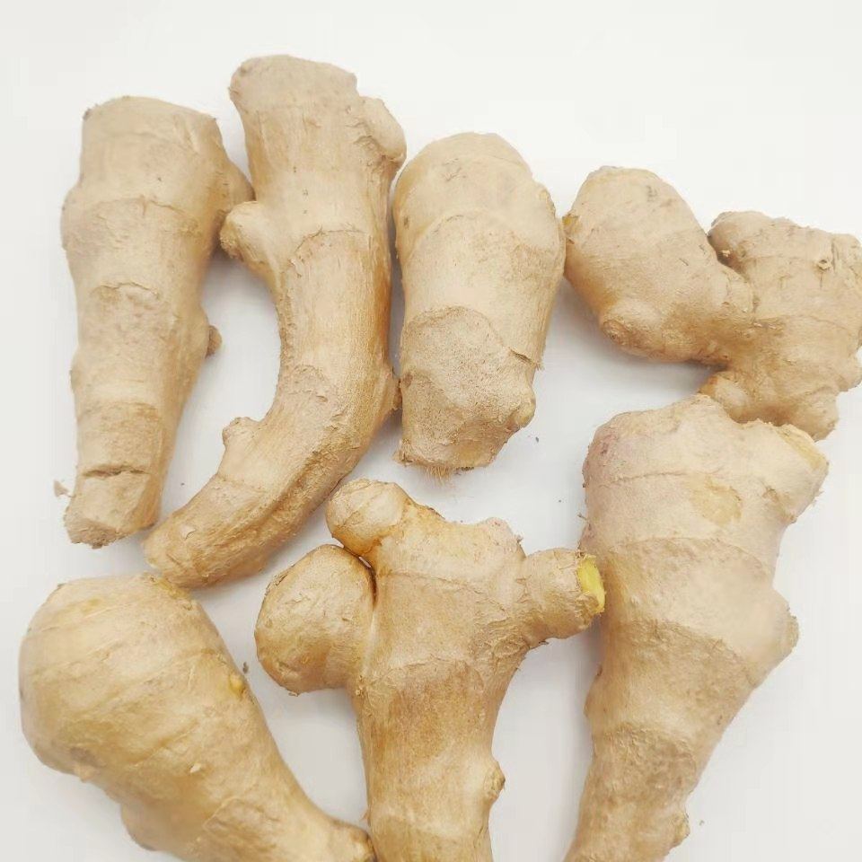 山东现挖十斤黄姜安丘优质佐料生姜无公害高品质生姜