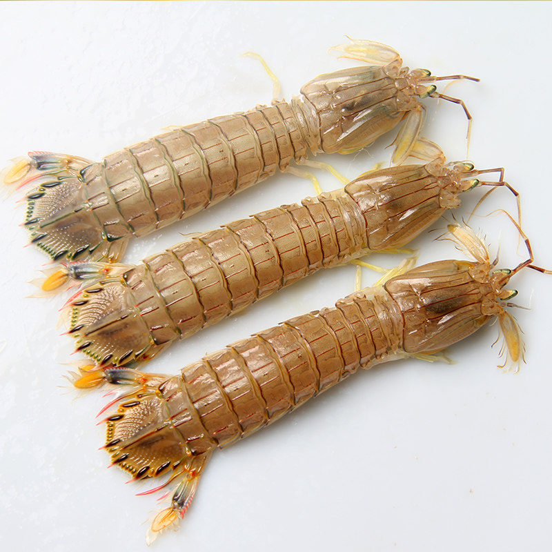 沃洋皮皮虾鲜活超大带膏爬爬虾濑尿虾虾姑虾虎冻虾