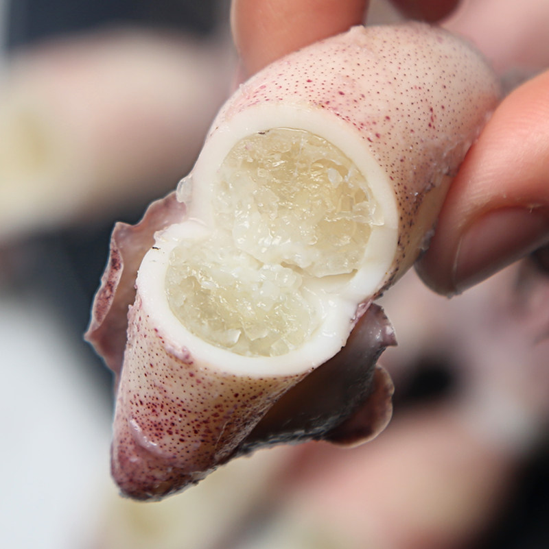 笔管鱼籽乌海兔子满籽海鲜水产鲜活冷冻墨鱼