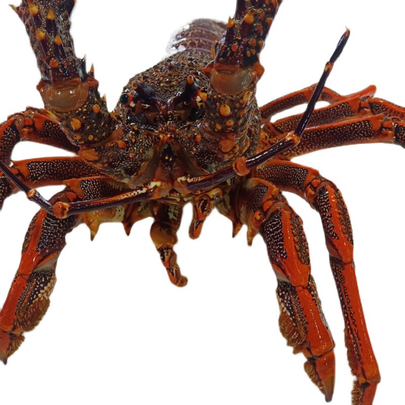 澳龙鲜活红龙波士顿青岛特大澳洲大龙龙虾海新鲜活虾